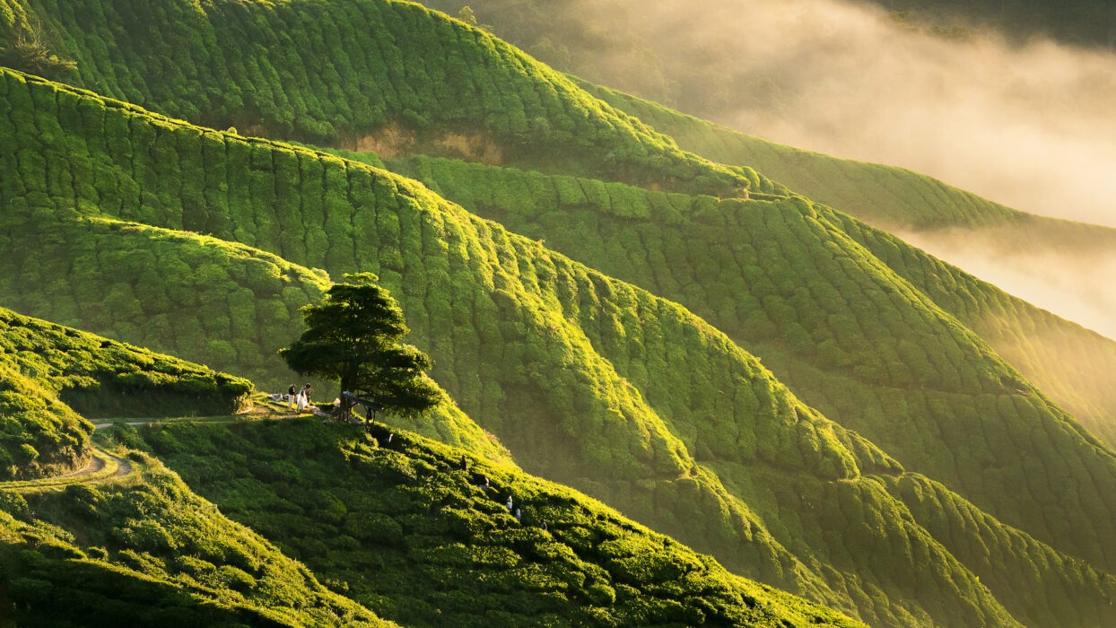 Cameron Highlands, Malaysia