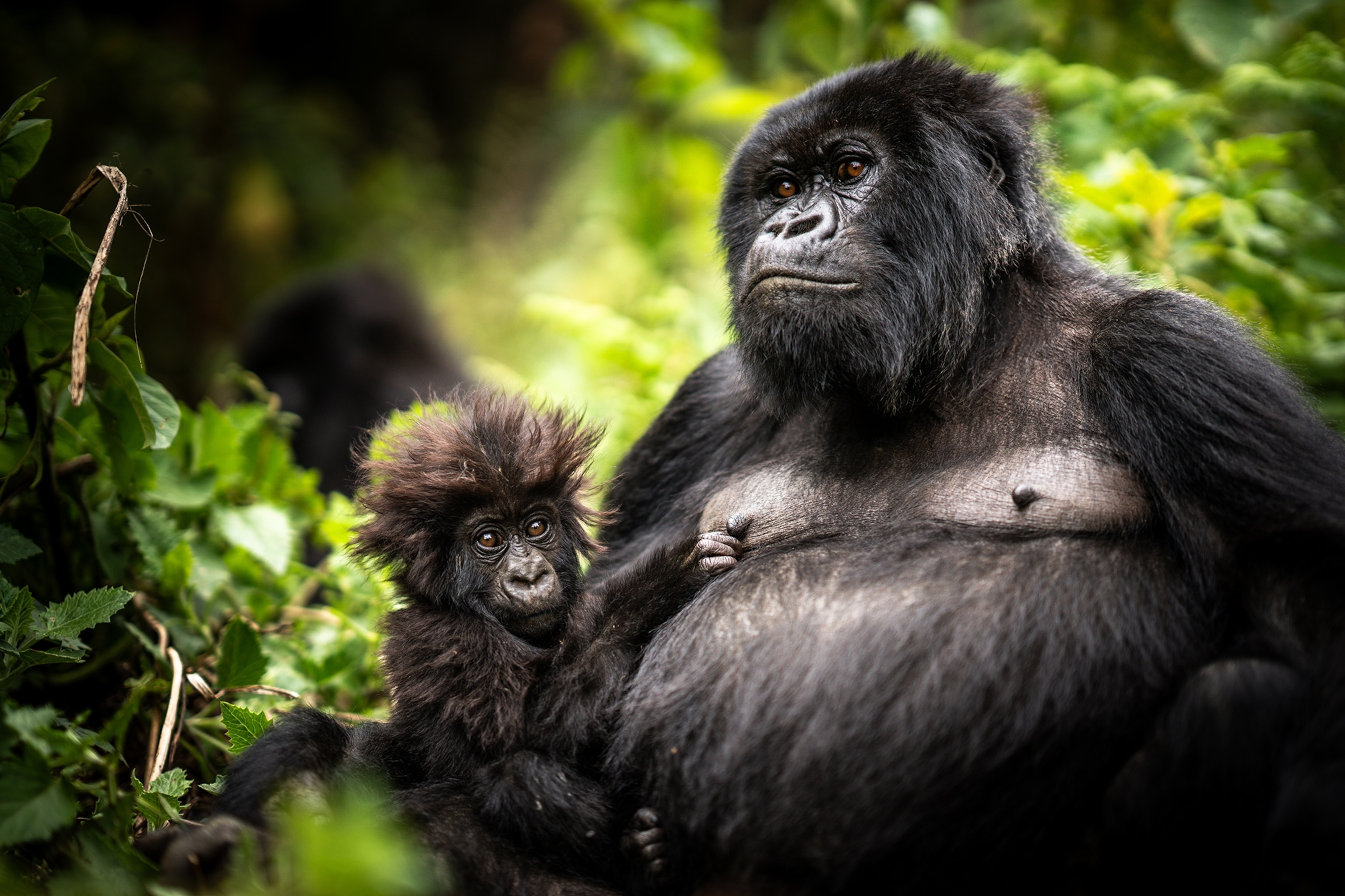 Rwanda expat destinations